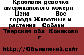 Красивая девочка американского кокера › Цена ­ 35 000 - Все города Животные и растения » Собаки   . Тверская обл.,Конаково г.